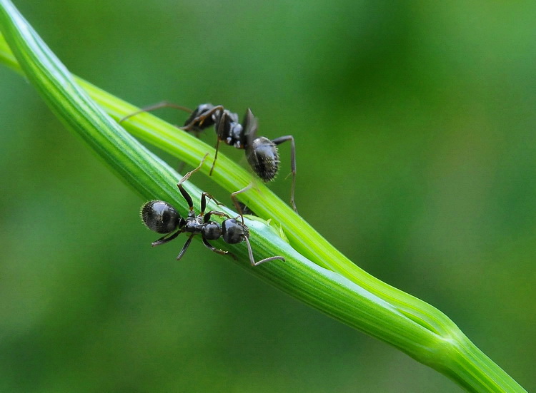 Passeggiata nel verde (Formica sp.)